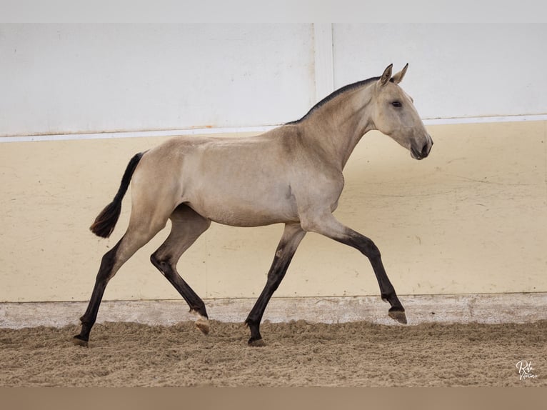 Lusitano Klacz 2 lat 158 cm Jelenia in Lavre