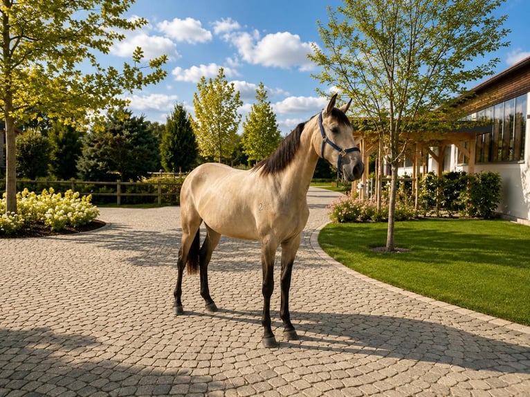 Lusitano Klacz 2 lat 160 cm Bułana in Neusäß