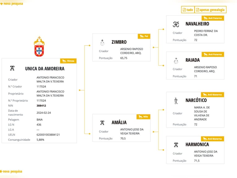 Lusitano Klacz 2 lat 161 cm Bułana in Bedburg