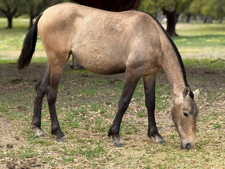 Lusitano Klacz 2 lat 162 cm Bułana in Samora Correia