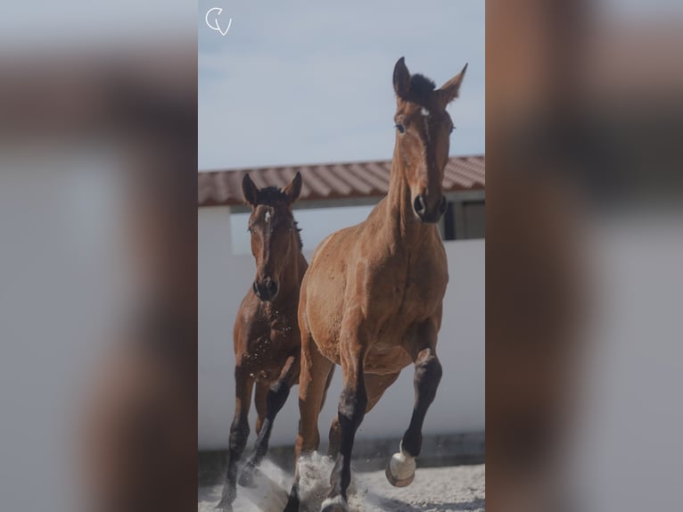 Lusitano Klacz 2 lat 162 cm Gniada in &#xC1;gua Derramada