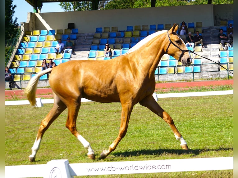 Lusitano Klacz 2 lat 164 cm Izabelowata in RIBAMAR