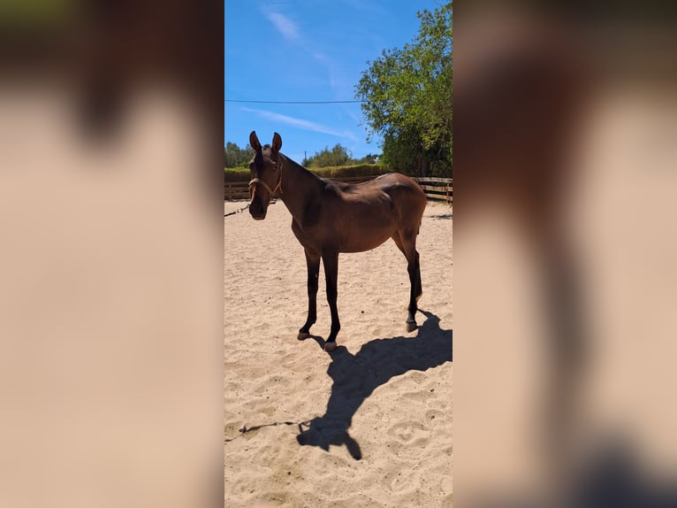 Lusitano Klacz 2 lat 165 cm Ciemnokasztanowata in Pera