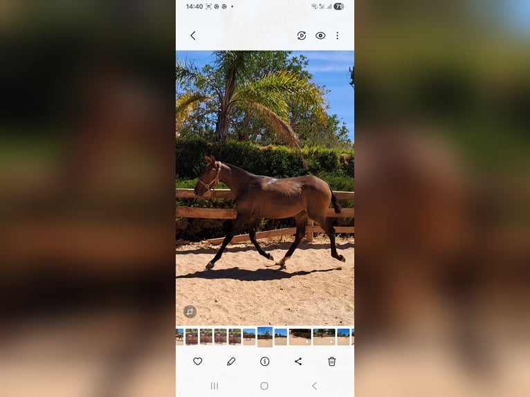 Lusitano Klacz 2 lat 165 cm Ciemnokasztanowata in Pera