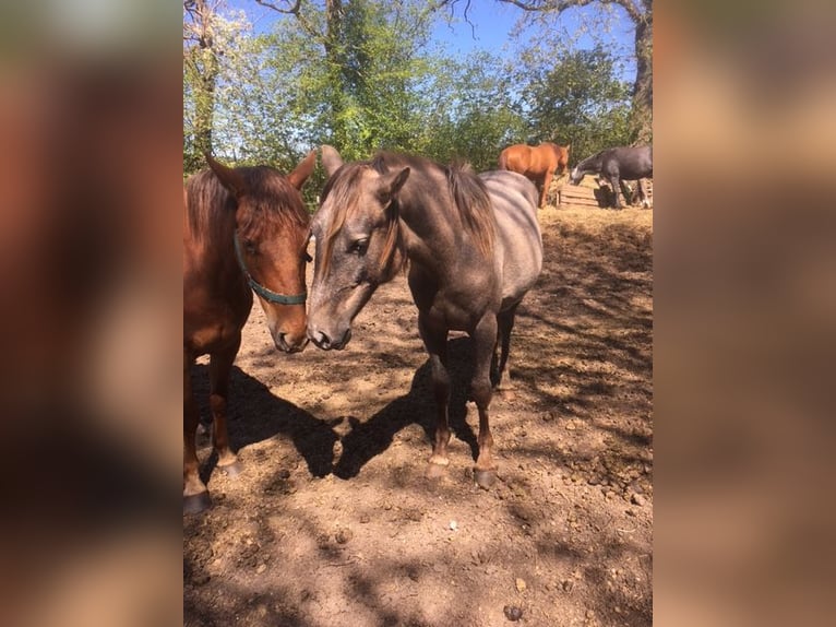 Lusitano Mix Klacz 2 lat 165 cm Kasztanowatodereszowata in Groß Vollstetd