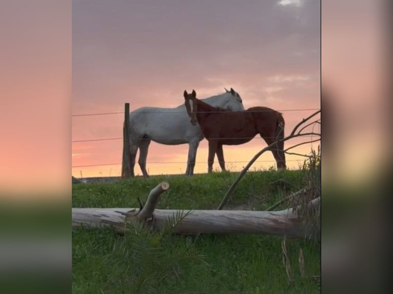 Lusitano Mix Klacz 2 lat 165 cm Tarantowata in Marinha Grande