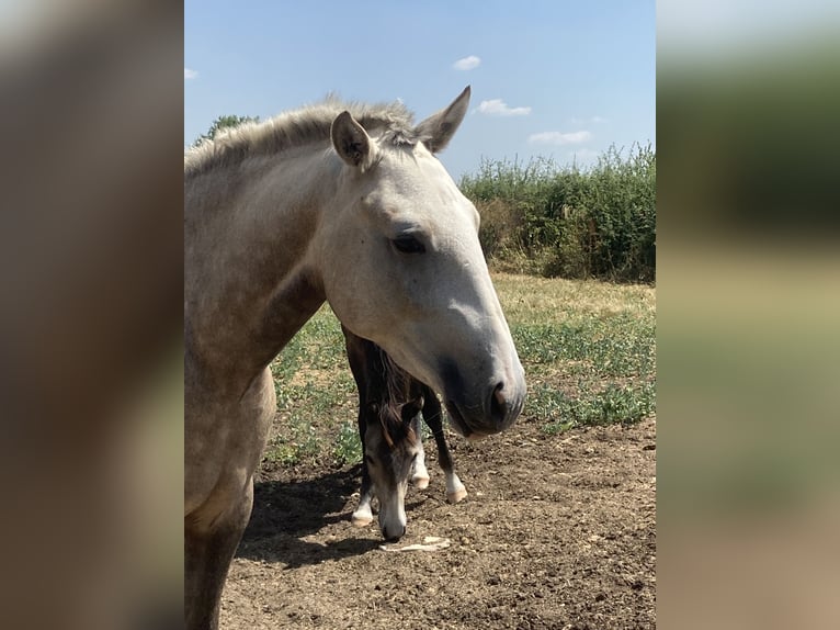Lusitano Klacz 2 lat Izabelowata in Saligny-sur-Roudon
