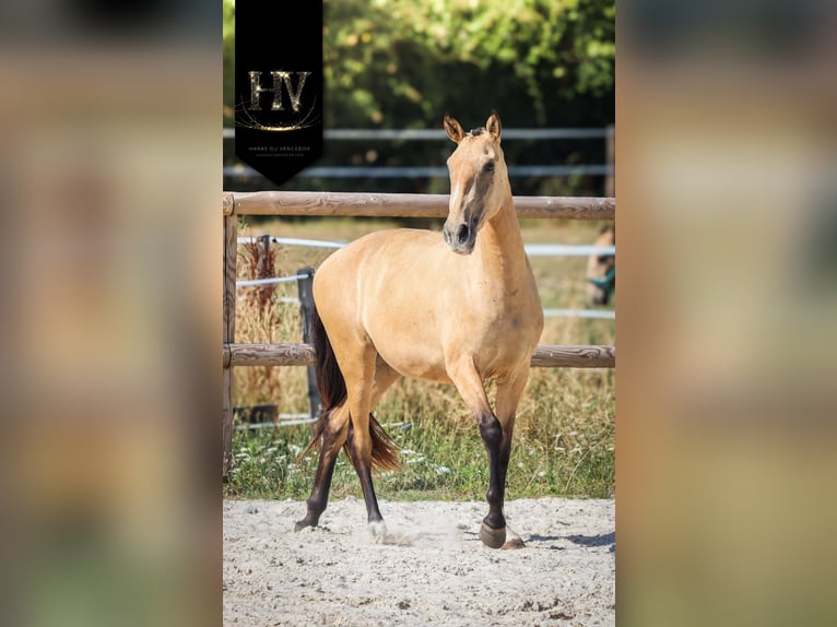 Lusitano Klacz 2 lat Jelenia in Marly-sous-Issy