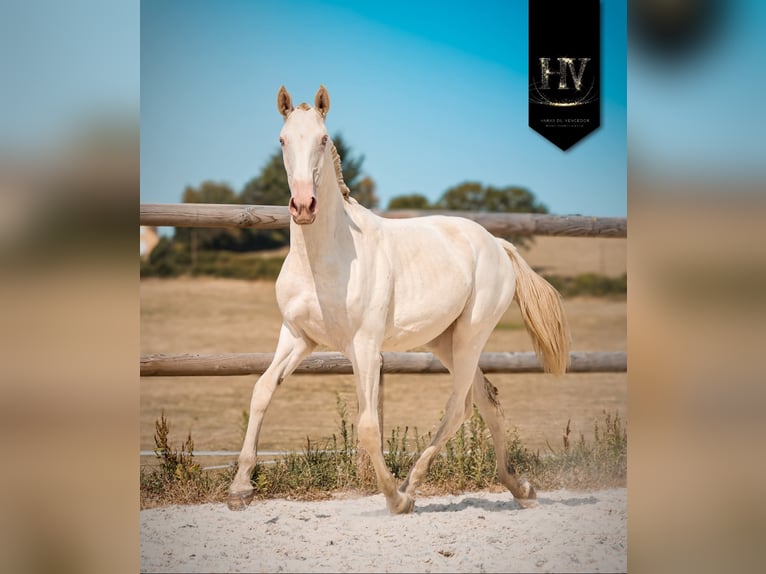 Lusitano Klacz 2 lat Perlino in Marly-sous-Issy