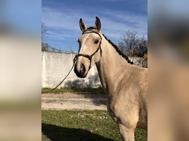 Lusitano Klacz 3 lat 146 cm Jelenia in Casal do Ralha