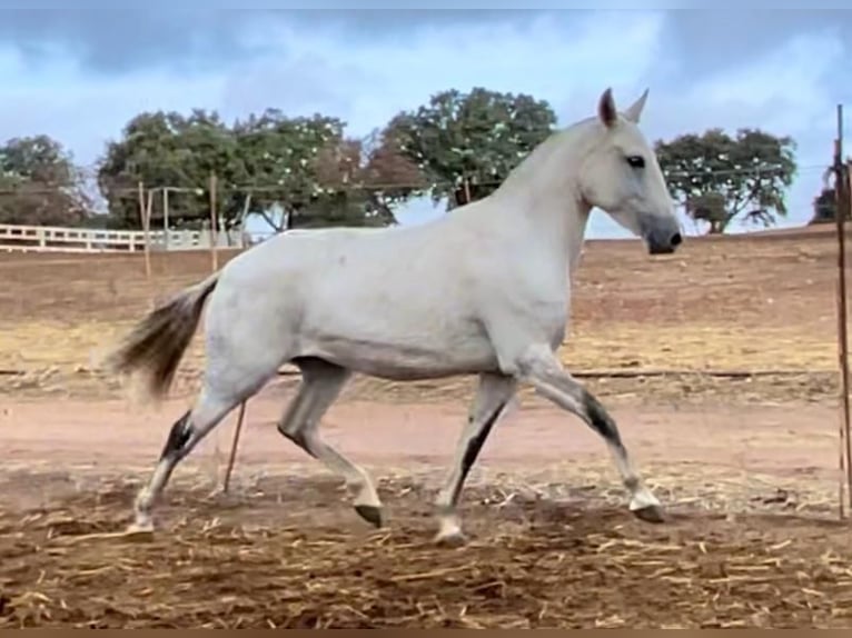 Lusitano Klacz 3 lat 149 cm Siwa in Huelva