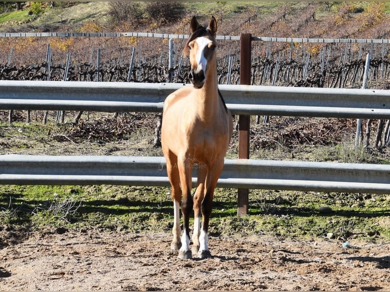 Lusitano Klacz 3 lat 150 cm Bułana in Provinz Cordoba