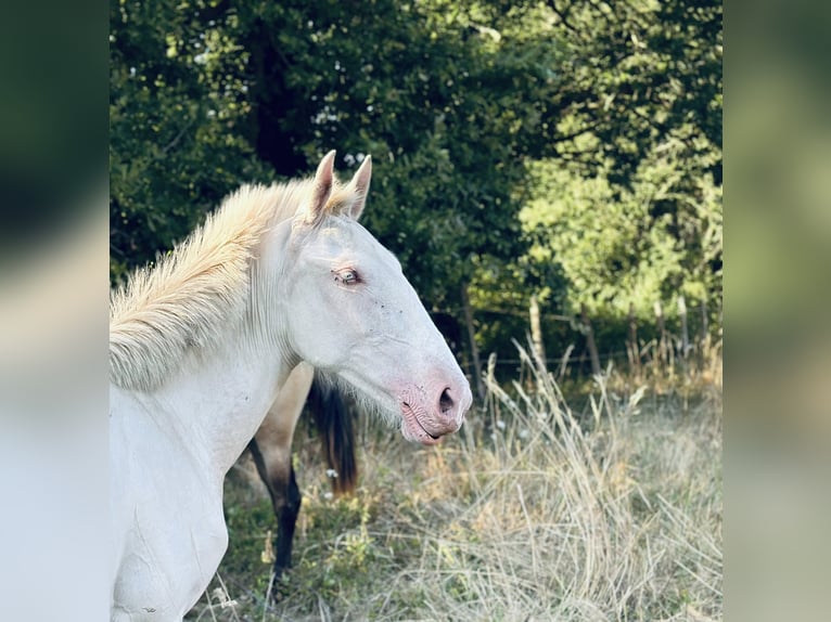 Lusitano Klacz 3 lat 155 cm Cremello in Compiègne