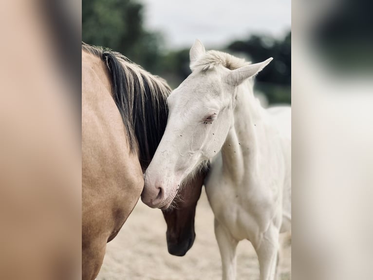Lusitano Klacz 3 lat 155 cm Cremello in Compiègne
