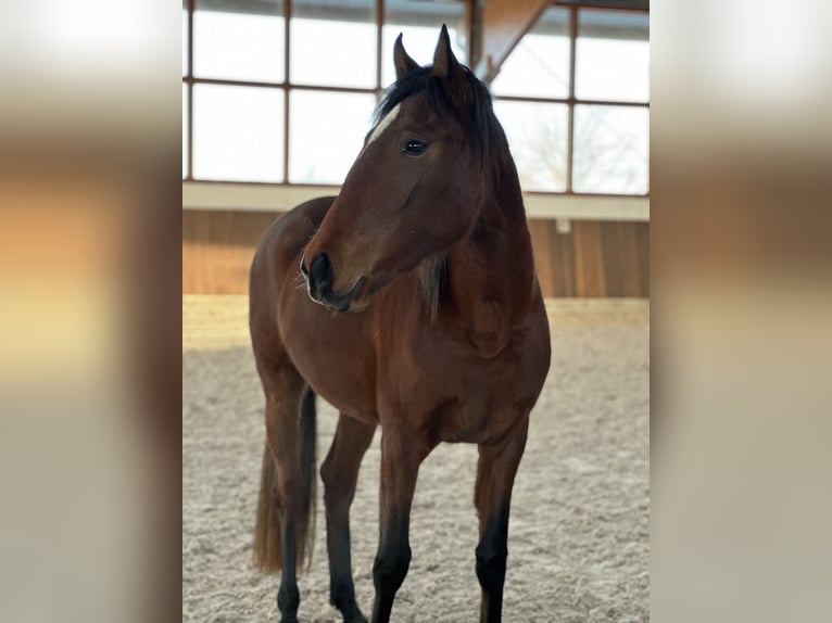 Lusitano Klacz 3 lat 155 cm Gniada in Bedburg