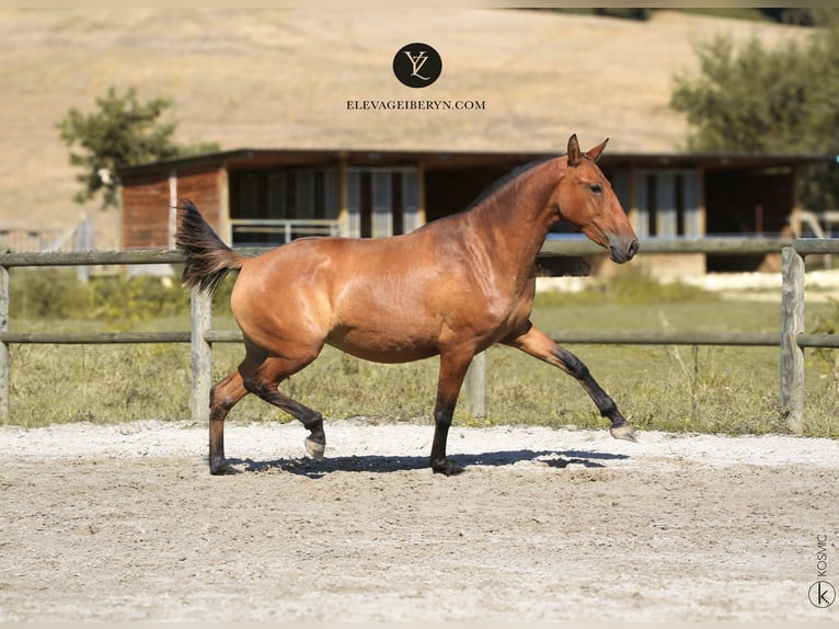 Lusitano Klacz 3 lat 155 cm Gniada in Erdre en anjou