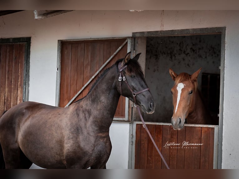 Lusitano Klacz 3 lat 155 cm Kara in Rio Maior