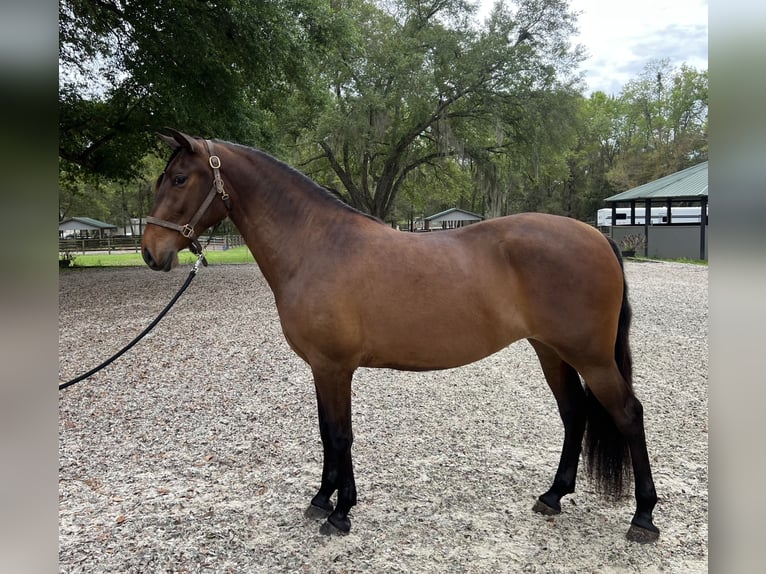 Lusitano Klacz 3 lat 157 cm Gniada in Ocala
