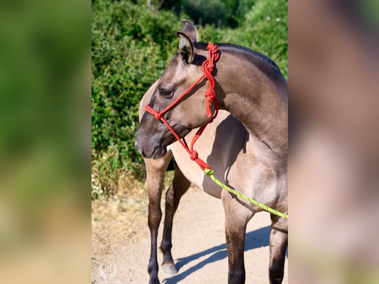Lusitano Mix Klacz 3 lat 158 cm Grullo in Navalperal De Pinares