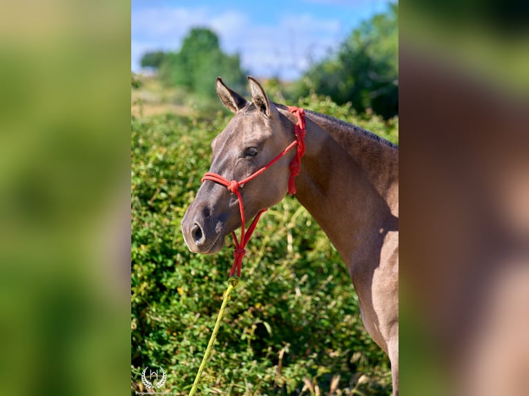 Lusitano Mix Klacz 3 lat 158 cm Grullo in Navalperal De Pinares