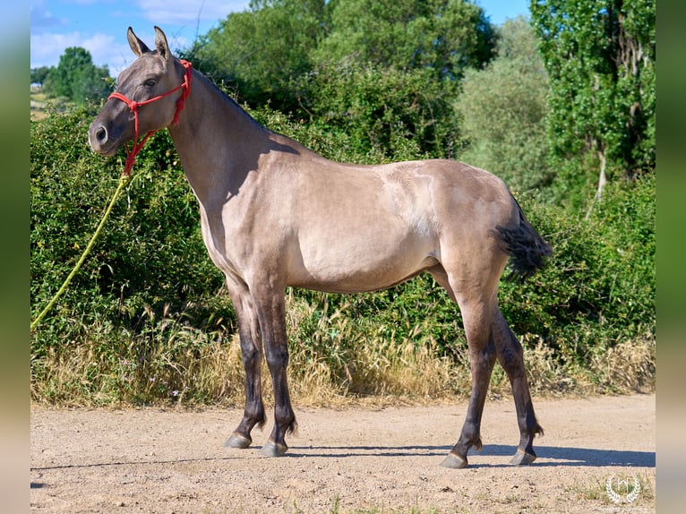 Lusitano Mix Klacz 3 lat 158 cm Grullo in Navalperal De Pinares