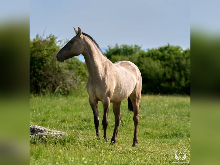 Lusitano Mix Klacz 3 lat 158 cm Grullo in Navalperal De Pinares