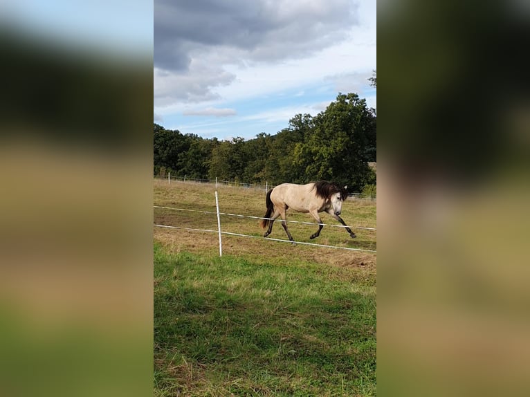 Lusitano Klacz 3 lat 158 cm Siwa in Lahntal