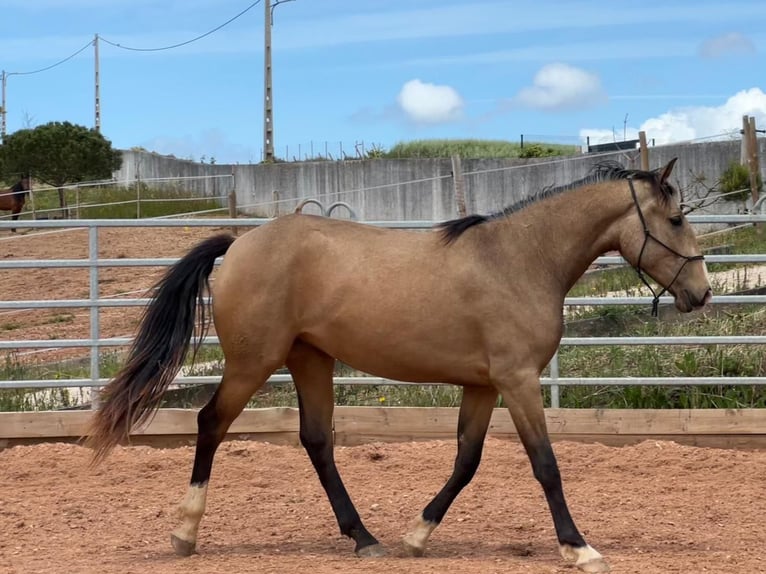 Lusitano Klacz 3 lat 160 cm Bułana in Encarnação