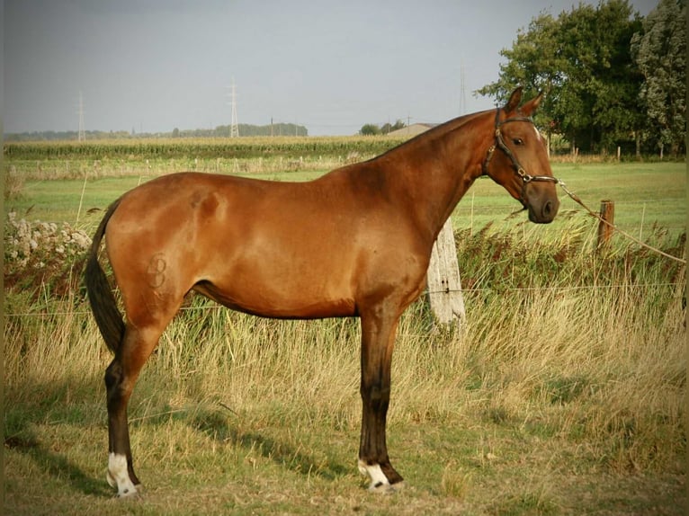 Lusitano Klacz 3 lat 160 cm Gniada in Bredene