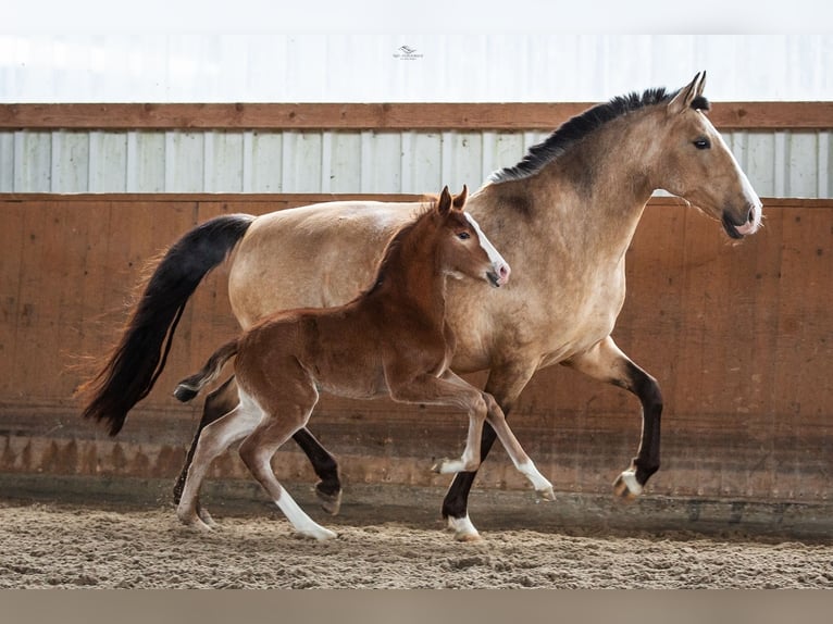 Lusitano Klacz 3 lat 160 cm Gniada in Borken