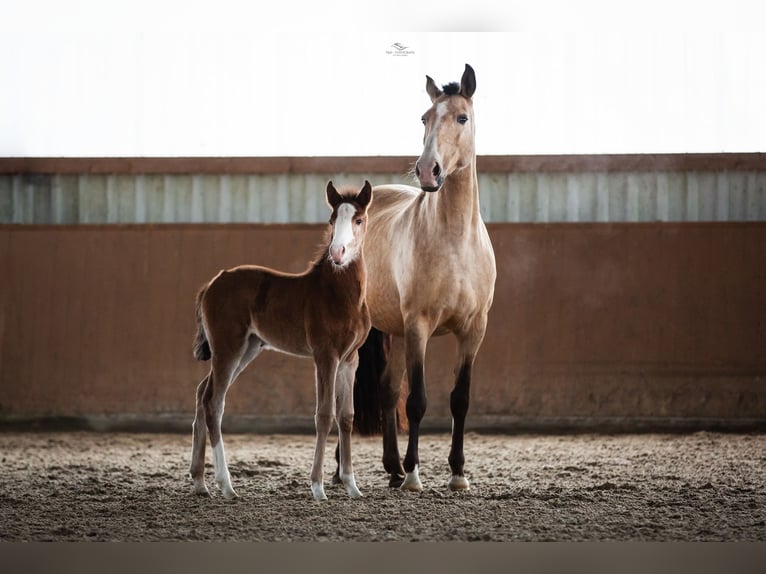 Lusitano Klacz 3 lat 160 cm Gniada in Borken