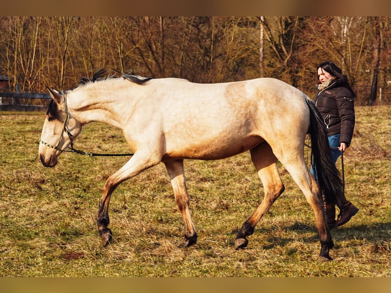 Lusitano Mix Klacz 3 lat 160 cm Jelenia in Buckow