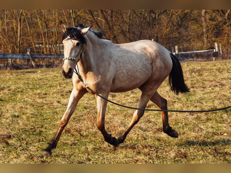 Lusitano Mix Klacz 3 lat 160 cm Jelenia in Buckow