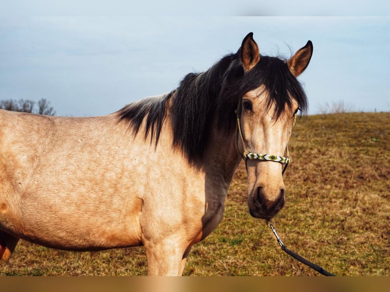 Lusitano Mix Klacz 3 lat 160 cm Jelenia in Buckow