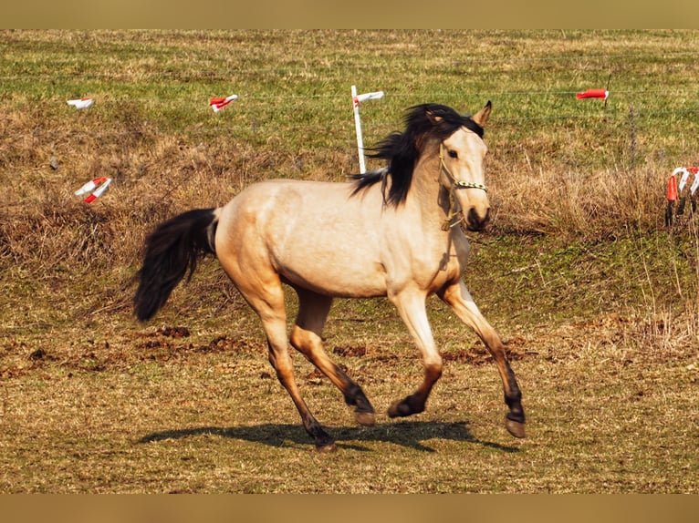 Lusitano Mix Klacz 3 lat 160 cm Jelenia in Buckow