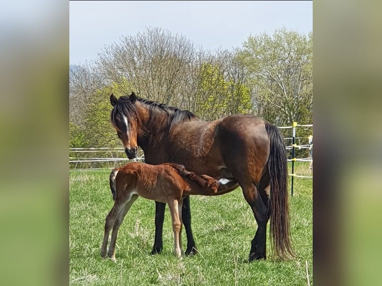 Lusitano Klacz 3 lat 160 cm Kasztanowata in Frickenhausen am Main