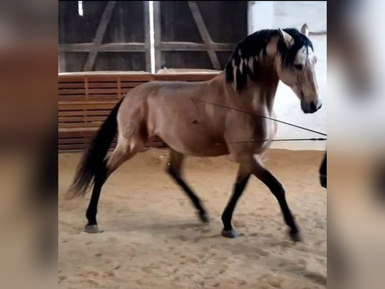 Lusitano Klacz 3 lat 160 cm Kasztanowata in Frickenhausen am Main