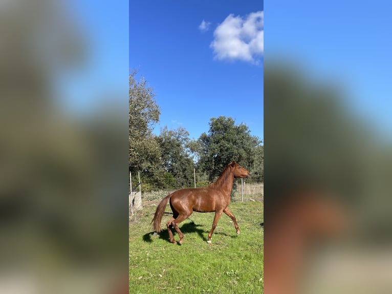 Lusitano Klacz 3 lat 162 cm Ciemnokasztanowata in Ourém