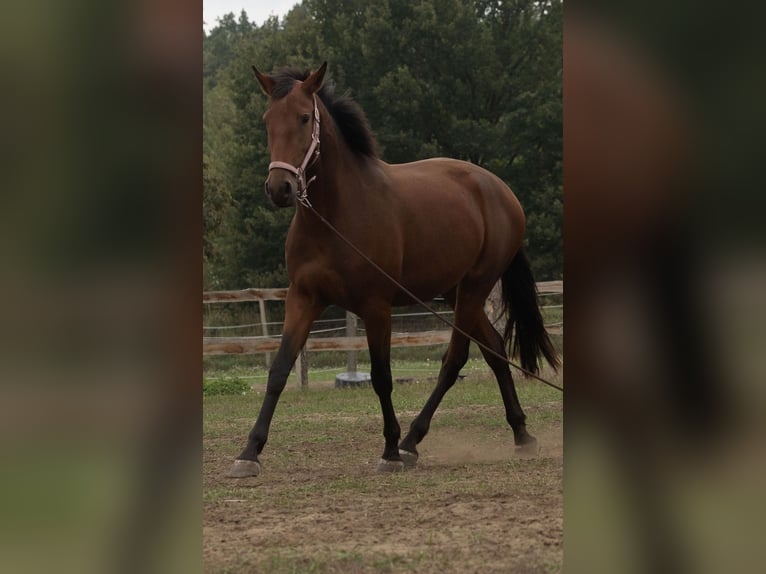 Lusitano Klacz 3 lat 162 cm Gniada in Thyrow
