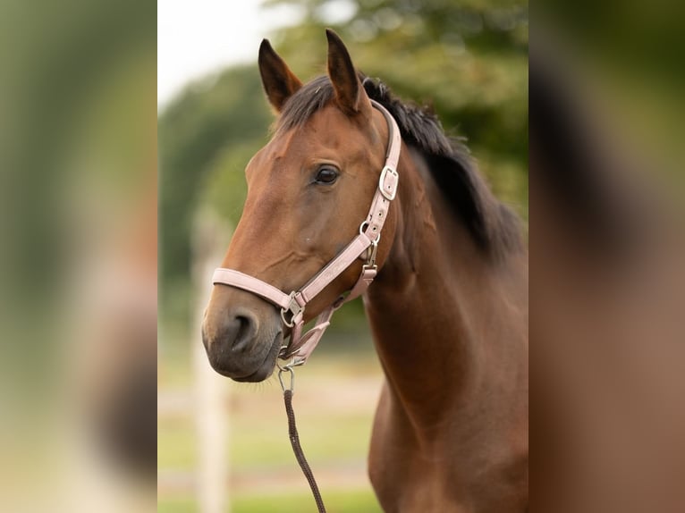 Lusitano Klacz 3 lat 162 cm Gniada in Thyrow