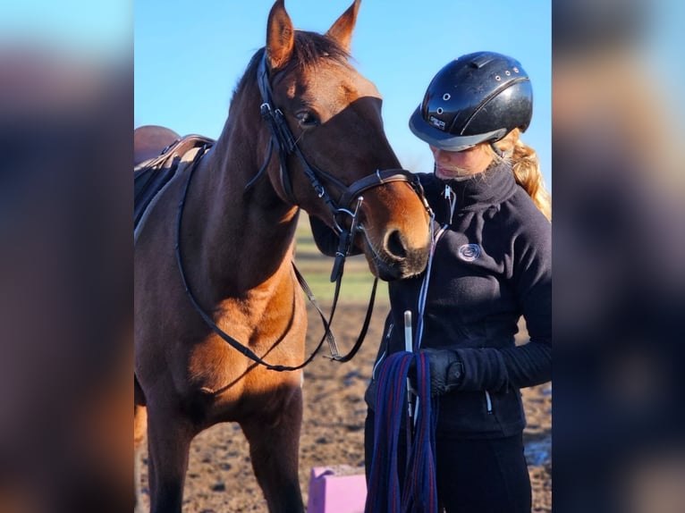 Lusitano Klacz 3 lat 162 cm Gniada in Thyrow