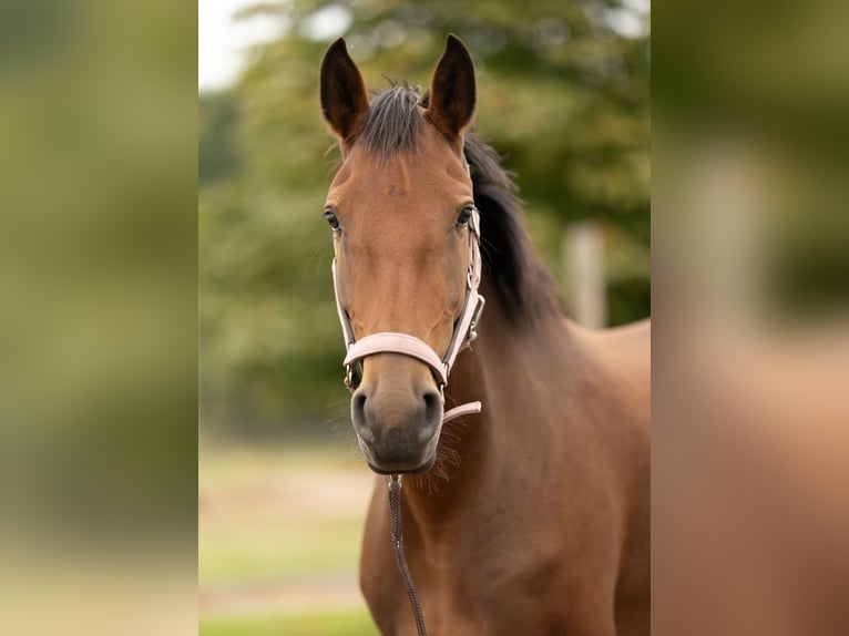 Lusitano Klacz 3 lat 162 cm Gniada in Thyrow