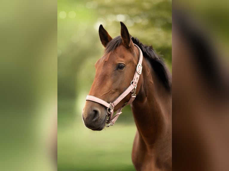 Lusitano Klacz 3 lat 163 cm Gniada in Ludwigsfelde Lusitano Klacz 3 lat 163 cm Gniada in Ludwigsfelde