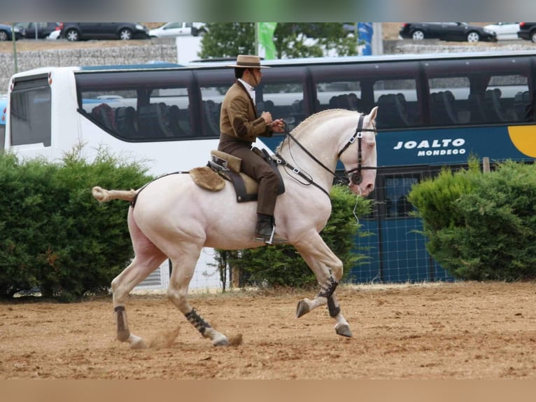 Lusitano Klacz 3 lat 163 cm Grullo in Malaga