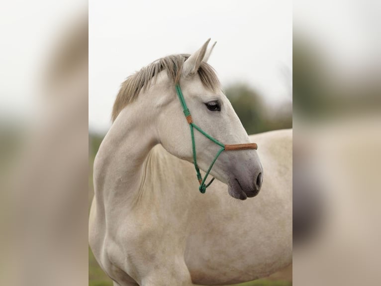 Lusitano Klacz 3 lat 163 cm Siwa in Ludwigsfelde Lusitano Klacz 3 lat 163 cm Siwa in Ludwigsfelde