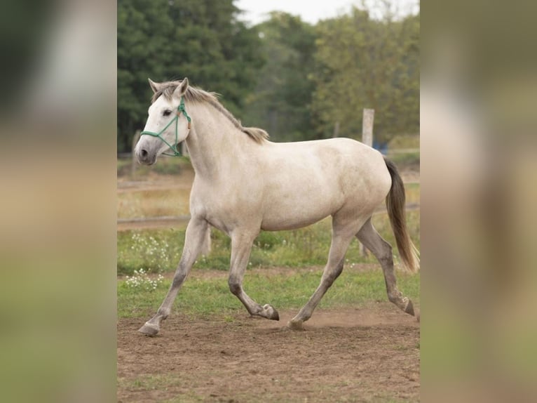 Lusitano Klacz 3 lat 163 cm Siwa in Ludwigsfelde Lusitano Klacz 3 lat 163 cm Siwa in Ludwigsfelde