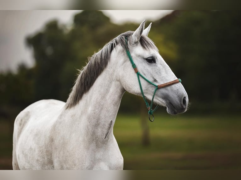 Lusitano Klacz 3 lat 163 cm Siwa in Ludwigsfelde Lusitano Klacz 3 lat 163 cm Siwa in Ludwigsfelde