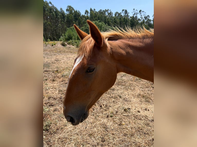 Lusitano Klacz 3 lat 164 cm Kasztanowata in Caldas da Rainha