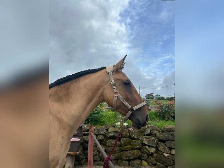 Lusitano Klacz 3 lat Bułana in Schleusingen