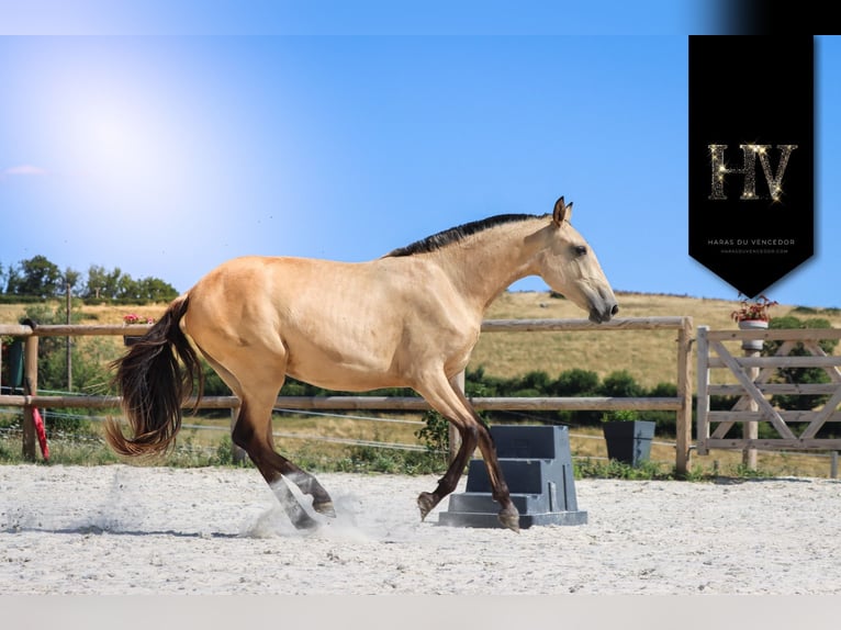 Lusitano Klacz 3 lat Jelenia in Marly-sous-Issy